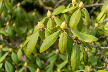 Close up of a terrestrial plant with green leaves and yellow buds
