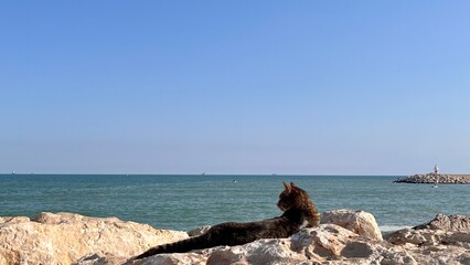 A cat lounges on rocks, gazing towards the horizon over the sea, embodying tranquility amidst...