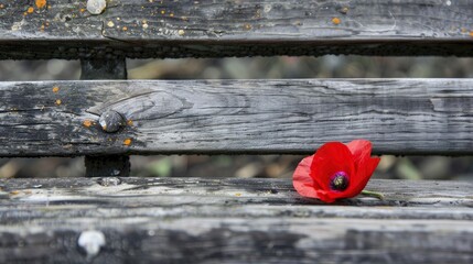 A red-colored poppy on the wooden seat