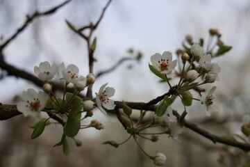 Spring apple tree white blossom 