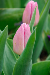 Fr&uuml;hlingszeit in dem Dorf Weseke im M&uuml;nsterland