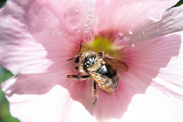 Honeybee on a pink mallow flower in the garden in summer