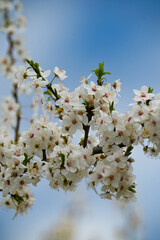 Zweig mit Apfelblüten und blauem Himmel