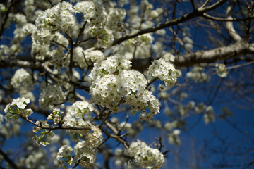 flowers on a tree