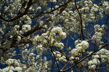 blooming tree