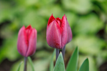Frühlingszeit in dem Dorf Weseke im Münsterland