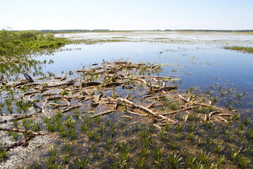 landscape with a lake and water lilies in the foreground, Russia in summer