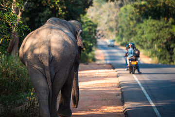 Naklejka premium Rear view of wild elephant walking along main road. Habarana in Sri Lanka..