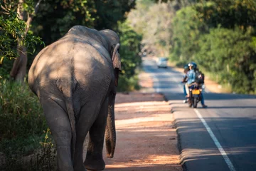 Poster Rear view of wild elephant walking along main road. Habarana in Sri Lanka.. © Chalabala