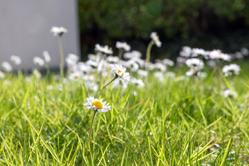 field of daisies - 773347403