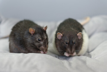 two grey rats sitting on a grey pillow eating something