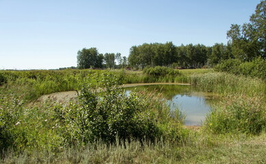 Small pond in the summer forest. Russia, Vologda region in summer
