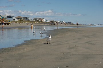 seagulls walking on beach