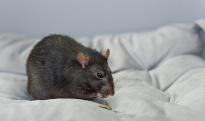 grey rat sitting on a grey pillow eating pumpkin seeds