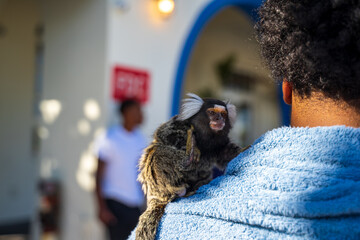 Close up of a white eared marmoset. It originally lived on the northeastern coast of Brazil. They are very small, an average adult body length is 14-19cm (excluding their long tail), body mass 300g