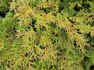 Evergreen Elegance: Close-Up of Microbiota Decussata Leaves