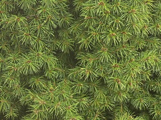 Evergreen Majesty: Close-Up of White Spruce (Picea laxa) Branches