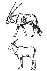 Graphical antelopes walking on white background, vector illustration, savanna animal.	