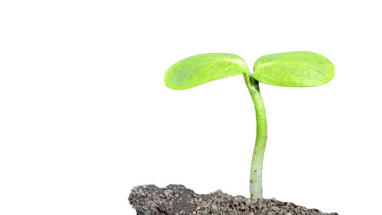 Growing Green Sprout from the Soil. Agriculture and Seeding Crops. PNG Design Element. - 773355443