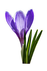Bloom Purple Flower Saffron. Flower Crocus Closeup. PNG Design Element.