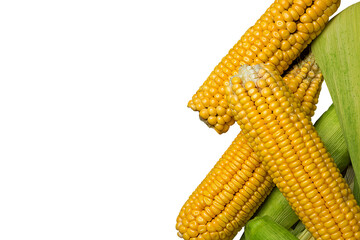 Ripe yellow sweet Corn Cob. PNG Design Element.  - 773356027