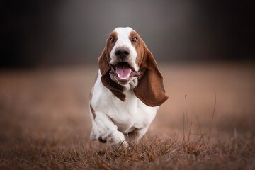 Crazy basset hound dog 