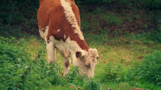 Cow Grazes In Grassy Meadow At Sunset