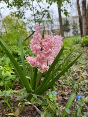 beautiful spring flowers on a spring day