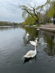 white swans on a city pond during the day