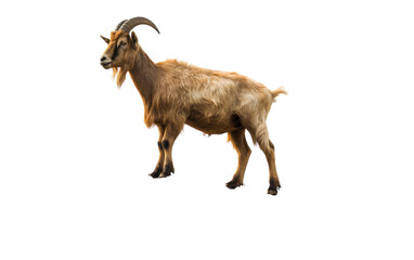 A magnificent brown goat confidently standing on top of a pristine white floor