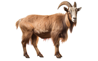 A regal goat with long horns stands proudly on a bright white background