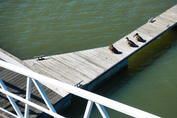 Three ducks on a boat dock