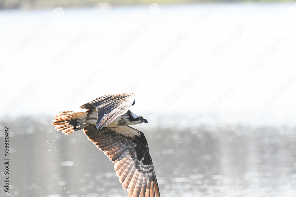 Wall mural a bird taking flight above the water's surface as it lands on the ground