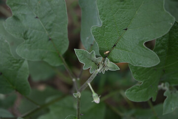Top view of an eggplant tree with spines on its leaf veins and a lynx spider