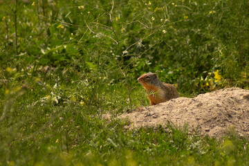 Naklejka na ściany i meble Columbian Ground Squirrel (Urocitellus columbianus) Sitting Outside of it's Hole in the Afternoon Sunshine in a Green Field of Mustard with Space for Text