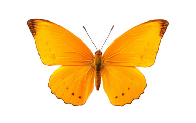 A vibrant yellow butterfly gracefully flutters through the air