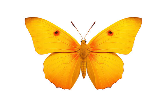 A bright yellow butterfly gracefully flutters against a pristine white background