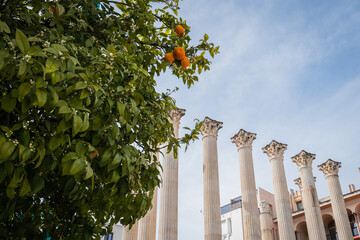 orange tree in ruins