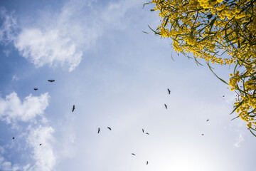 birds in the sky