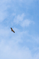 vulture in flight