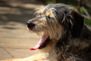 Mixed breed dog yawning