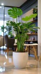 A healthy monstera plant in a white pot decorates a bright modern office space