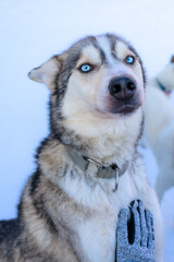 Gros plan d'un chien de traîneau aux yeux bleus