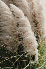 Close up photo of pampas grass - 773370056
