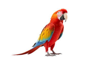 Fototapeten A vibrant, colorful parrot stands gracefully on a white background © FMSTUDIO