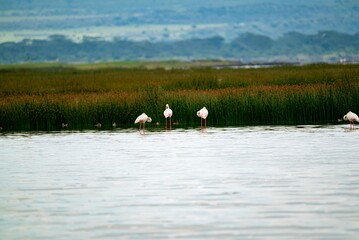 great gray pelican. Shot at lake Elementaita Nakuru Kenya