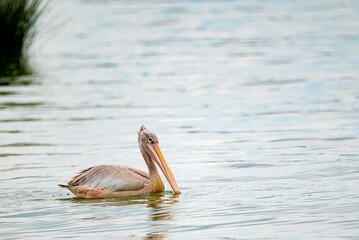 great gray pelican. Shot at lake Elementaita Nakuru Kenya