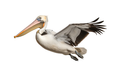 Fototapeta na wymiar A pelican gracefully glides through the air, wings fully outstretched