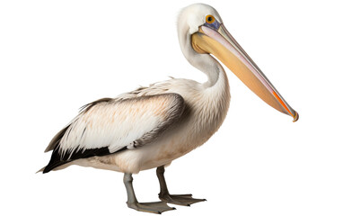 Graceful pelican with long beak standing on white background