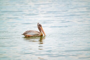 great gray pelican. Shot at lake Elementaita Nakuru Kenya